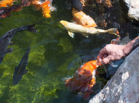 MALLORCA, BALEARIC ISLANDS, SPAIN - JULY 21, 2015: Karp fish gasps for food from hand on July 21, 2015 in Palma Aquarium, Mallorca, Balearic islands, Spain in July.のeditorial素材