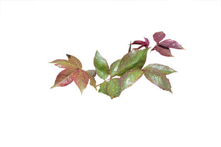 Rose leaves closeup with leaves in various shades of green, red and pink and with waterdrops after...