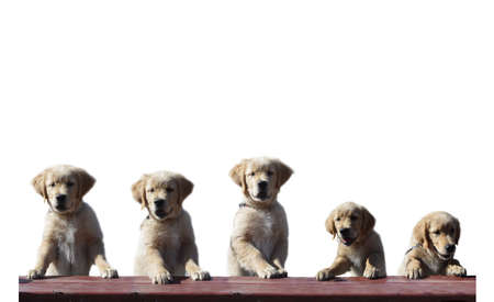 Cute golden retriever puppy standing up smiling grinning in five poses isolated on white.の写真素材
