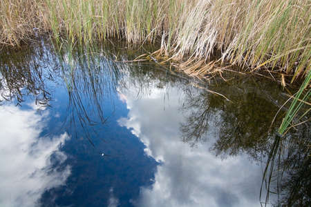 Blue sky reflection and reeds, Stockholm, Sweden in October.