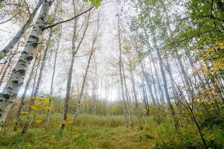 Tree crowns against the sky, Stockholm, Sweden in October.の写真素材