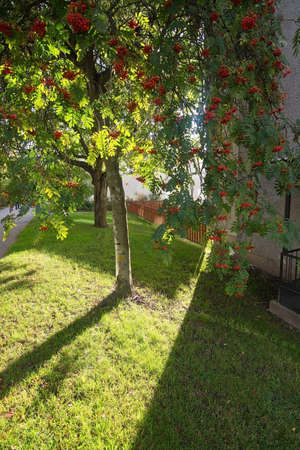 Rowan-berry tree with berries on green lawn, Stockholm, Sweden in October.の写真素材