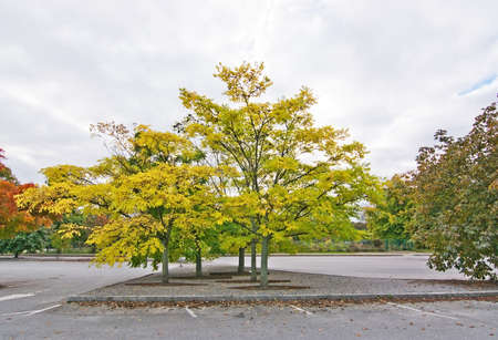 Amur cork tree in a parking lot in Sweden in October.の写真素材