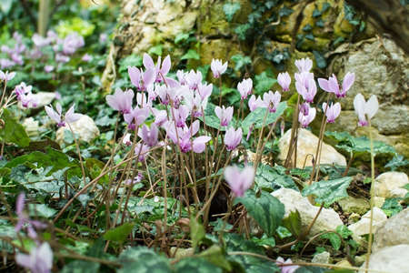 Purple sowbread cyclamen flowers Cyclamen hederifoliumの写真素材