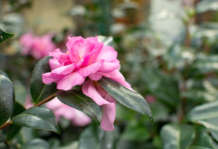 Pink camellia flower closeup on green tea leaves.の写真素材