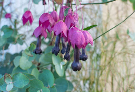 Purple clematis flowers with black pistils Stockholm, Sweden in October.の写真素材