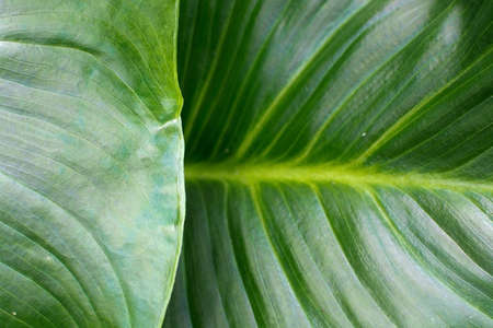 Abstract macro closeup of fresh green leaf background texture copy space.