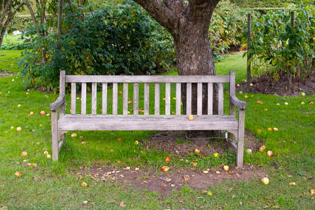 Apple tree, wooden patina bench and fallen fruits on green lawn, Stockholm in October.の写真素材