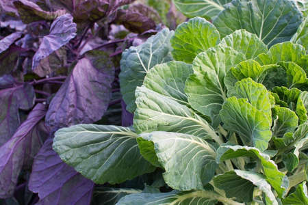 Kail or kale Brassica closeup in purple and green in Stockholm, Sweden in October.の写真素材