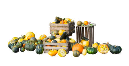Pumpkins harvested in various shapes and colors Stockholm, Sweden in October.