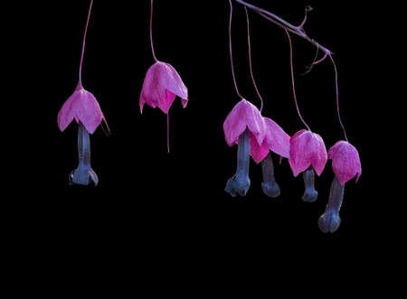 Purple clematis flowers with black pistils isolated on black.