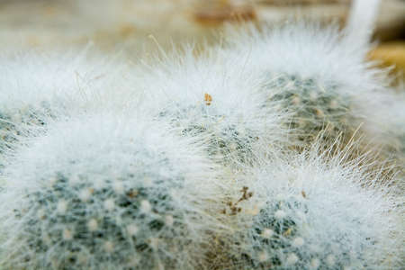 Little hairy ball shaped cactus Cactaceae plantの写真素材