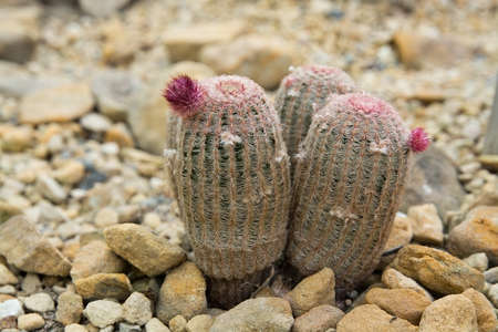 Red rainbow cactus closeup Echinocereus Cactaceae plantの写真素材