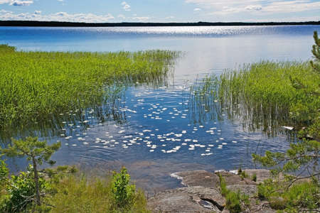 Water surface with waterlily leaves in small lake inlet on a sunny summer day in Varmland, Sweden.のeditorial素材