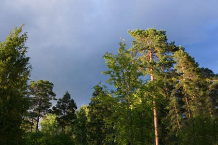 Forest tree tops and thunderstorm clouds in evening sunshine summer evening in Varmland, Sweden.のeditorial素材
