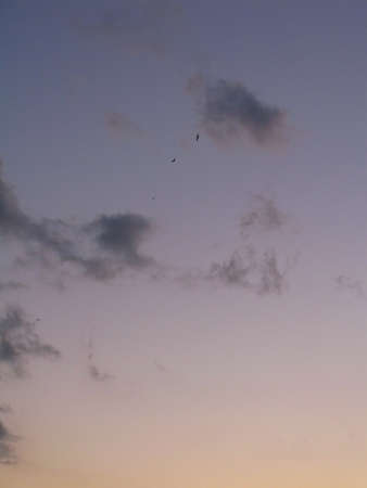 High skies with flying birds on a sunny summer evening in Mallorca, Balearic islands, Spain.の写真素材