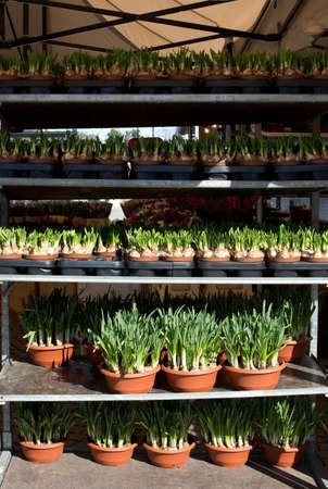 Market stall with daffodil pots on display for sale in March.