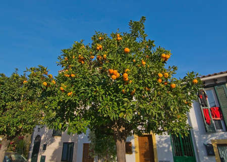 PALMA DE MALLORCA, BALEARIC ISLANDS, SPAIN - DECEMBER 18, 2015: Orange tree with ripe fruit outside...