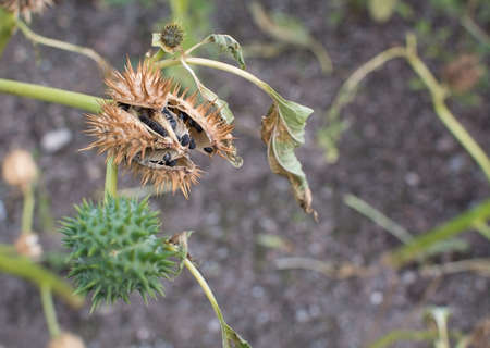 Thorn apple weed Datura stramonium plant in autumn. Other common names are Jimson weed or Devil's...