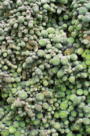 Small nods of green succulent plant full frame