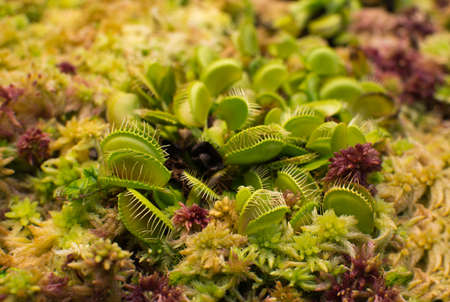 Venus flytrap Dionaea muscipula closeup in wet moss red yellow and green colors.の写真素材