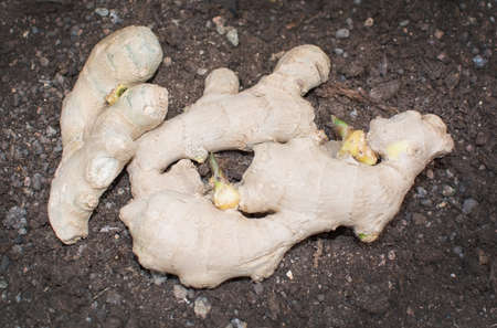 Ginger root with green shoots closeup on soil.の写真素材