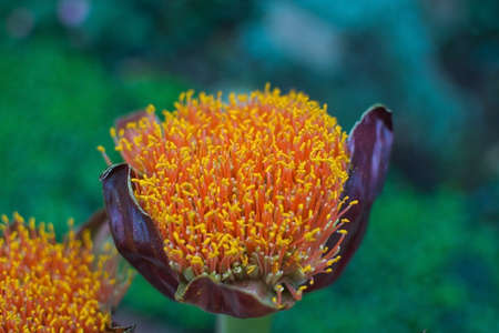 Yellow pistils in abstract macro landscape background.の写真素材