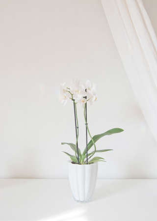 White orchid flowers in pot with white linen drape against white wall.の写真素材