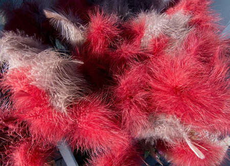 Easter feather closeup background colored in red.