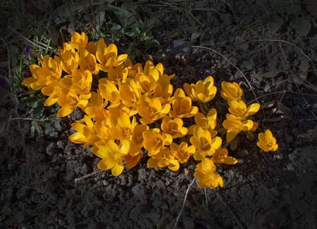 Spring flowerbed with crocus on a sunny day in Stockholm, Sweden in March.の写真素材