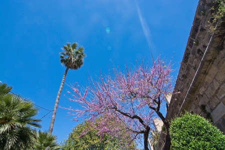 Spring flowering tree with pink flowers against blue sky in Palma de Mallorca in April.の写真素材
