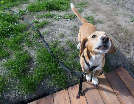 Small cute dog drever type with brown and white fur hanging ears looking into camera.