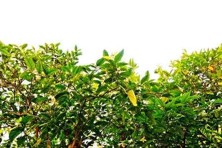White blossoms in lemon tree on white background margin, Mallorca, Spain in October.