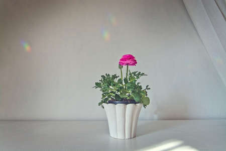 Pink ranunculus flower in pot with white linen drape against white wall with rainbow reflectionsの写真素材
