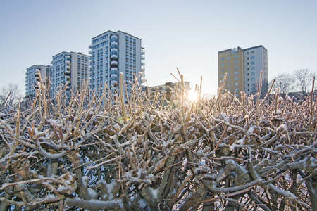 Four high rise buildings and low winter sun, snow covered cut bushes outside on a sunny winter day on January 6, 2016 in Vallingby, Stockholm, Sweden.の写真素材
