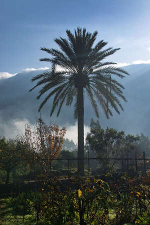 Mallorca landscape with cloud topped mountains, palm trees and chimney smoke on a sunny winter morning in Januaryの写真素材