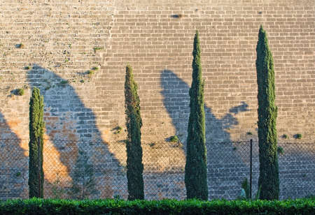 Juniper shadows on old medieval stone wall in Palma de Mallorca, Spain.