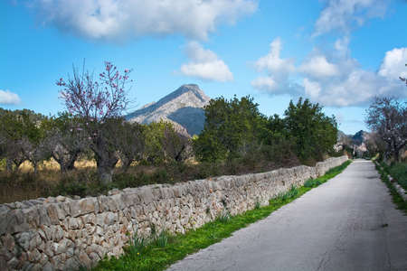 Blossoming almond trees along a country road in rural sunlit landscape with blue sky in Mallorca,...