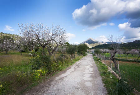 Blossoming almond trees along a country road in rural sunlit landscape with blue sky in Mallorca,...