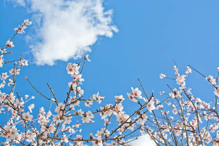 Blossoming almond flowers closeup on blue sky in Mallorca, Balearic islands, Spain in February.の写真素材