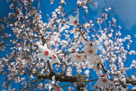 Blossoming almond flowers closeup on blue sky in Mallorca, Balearic islands, Spain in February.