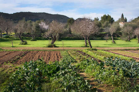 Mallorca winter garden with blossoming almond trees and vegetables in early February.の写真素材