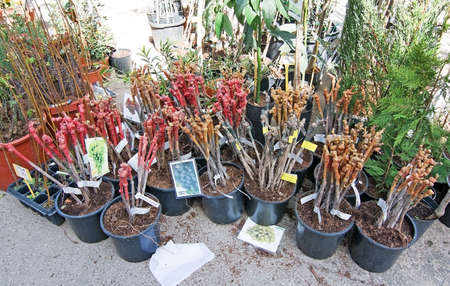 SANTA MARIA, MALLORCA, BALEARIC ISLANDS, SPAIN - MARCH 5, 2017: Budding wine plants for sale on March 5, 2017 in Santa Maria, Mallorca, Balearic islands, Spain.のeditorial素材
