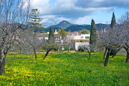 ES CAPDELLA, MALLORCA, SPAIN - February 9, 2017: Village view with yellow spring blossoms, almond trees, gardens and buildings on February 9, 2017 in Es Capdella, Mallorca, Spain.のeditorial素材