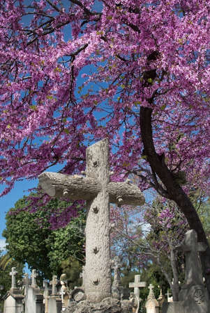 PALMA DE MALLORCA, SPAIN - MARCH 23, 2017: Tanatori son Valenti Palma cemetery pink blossoming Judas tree and tombstone crosses on March 23, 2017 in Palma, Mallorca, Spain.のeditorial素材