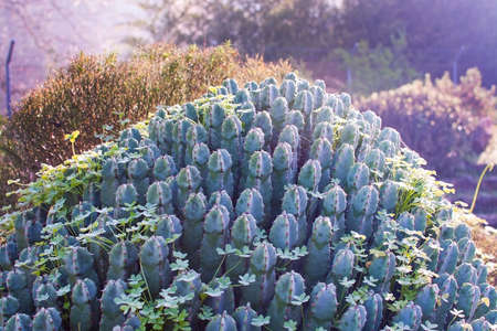 Cactus with dew drops and spider web in sunlight winter garden in Mallorca in January.の写真素材
