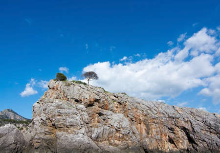 Tree on cliff in Tramuntana mountains on a sunny day in Mallorca, Spain.の写真素材