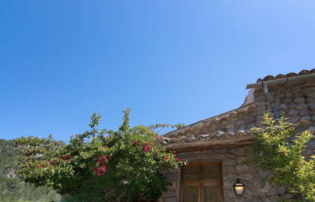 Rose bush in subtropical garden Mallorca, Spain.の写真素材