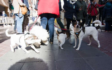 PALMA, MALLORCA, SPAIN - JANUARY 17, 2017: Dogs waiting to be blessed outside church on Carrer San Miguel on January 17, 2017 in Palma, Mallorca, Spain.のeditorial素材
