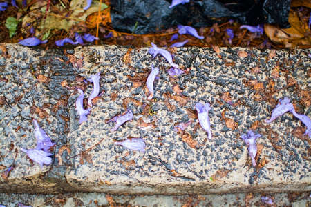 Purple jacaranda blossoms on stone wall in spring in Mallorca, Spain.